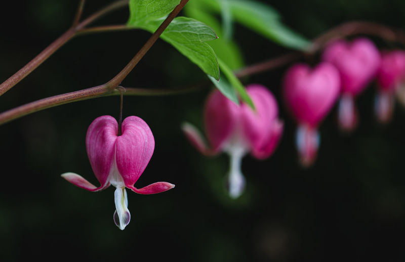 Close up of pink and white bleeding heart flowers in bloom.