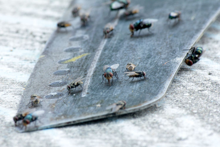 Flies,fly carriers of cholera