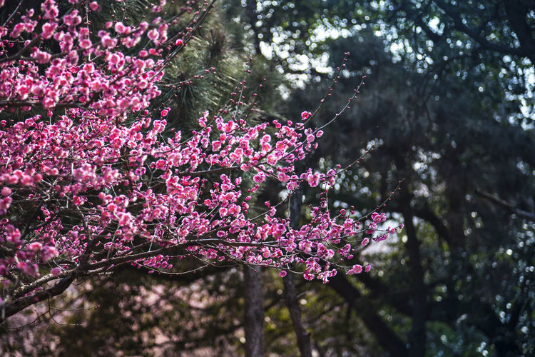 Low angle view of plum blossoms