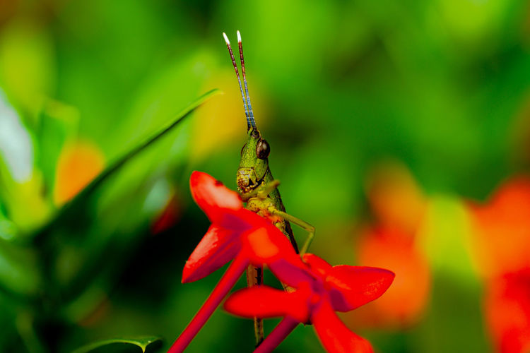Close-up of insect on red flowering plant