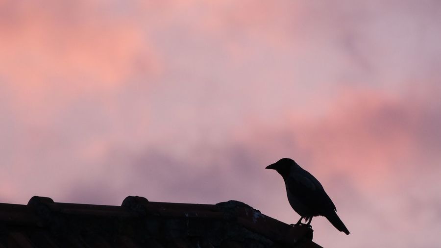 Low angle view of bird perching on roof against sky