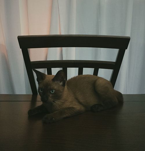 Portrait of cat sitting on table at home