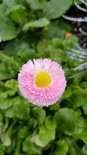 Close-up of flower blooming outdoors