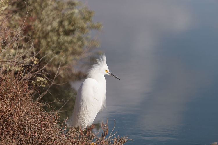 Close-up of snowy egret by lake 