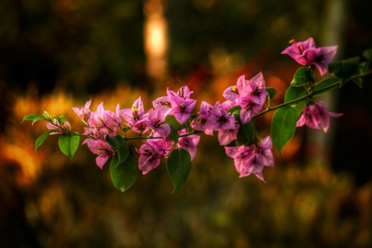 Close-up of bougainvilleas blooming outdoors