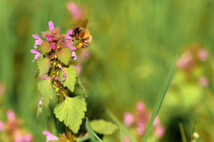 Close-up of bee pollinating flower