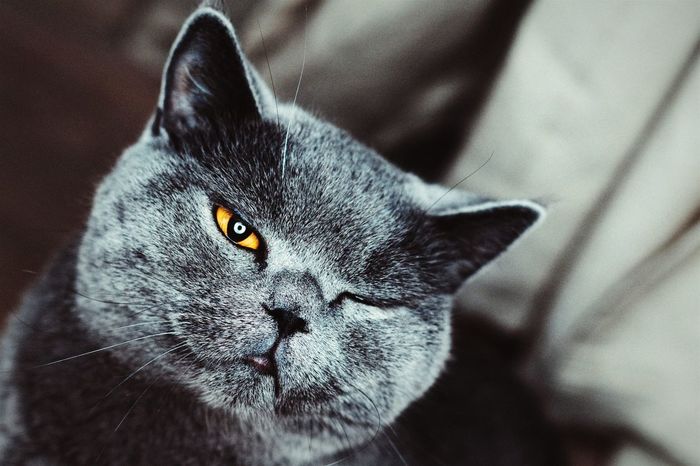 Portrait close-up of chartreux cat winking