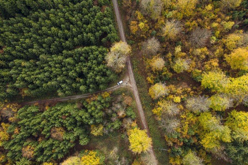 Aerial view of car driving along dirt road stretching through autumn forest