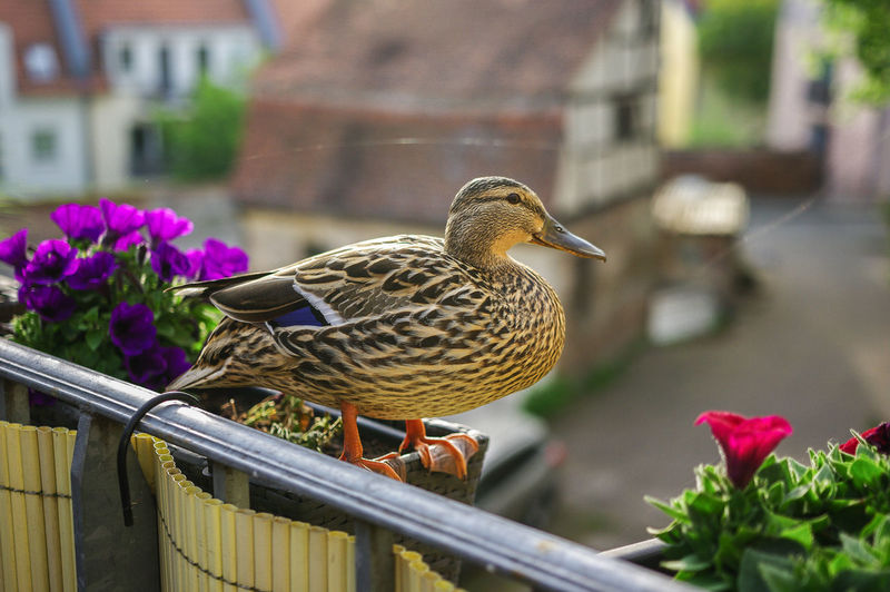 Close-up of bird perching on flower