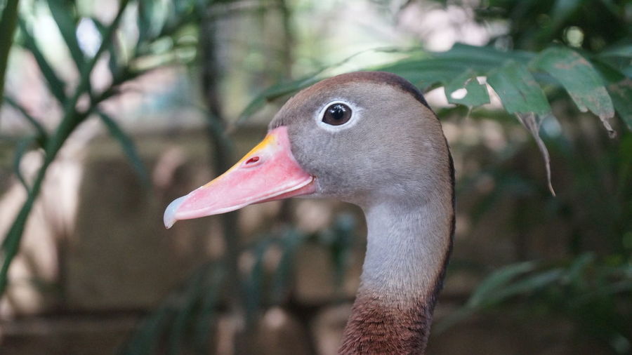 Close-up of egyptian goose 