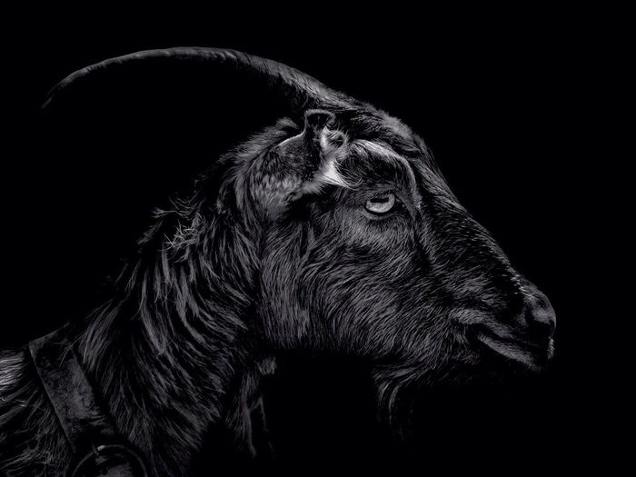 Profile shot of goat over black background