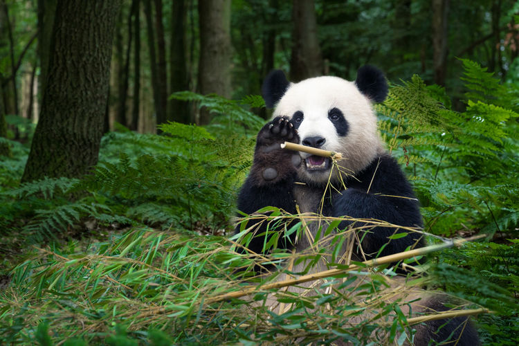 View of panda in forest