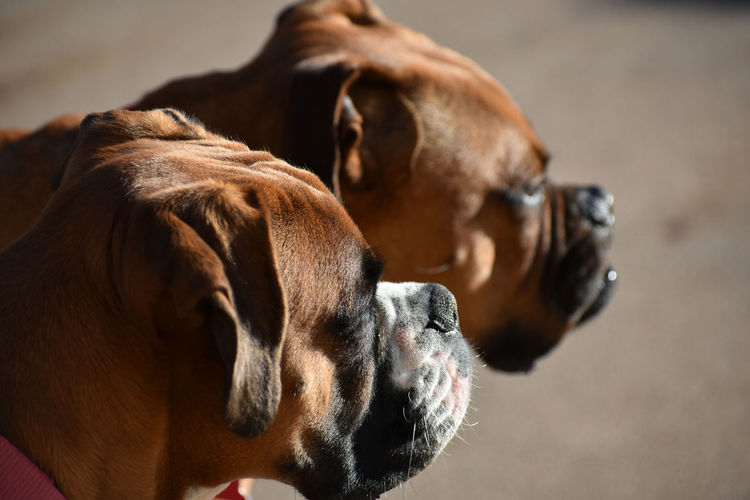 Close-up of boxer dogs