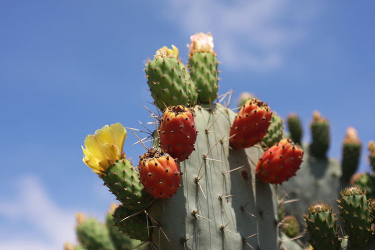 Close-up of red cactus plant growing against sky