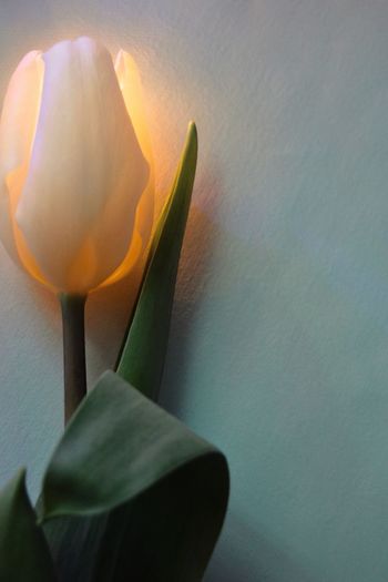 Close-up of white tulip flower against wall