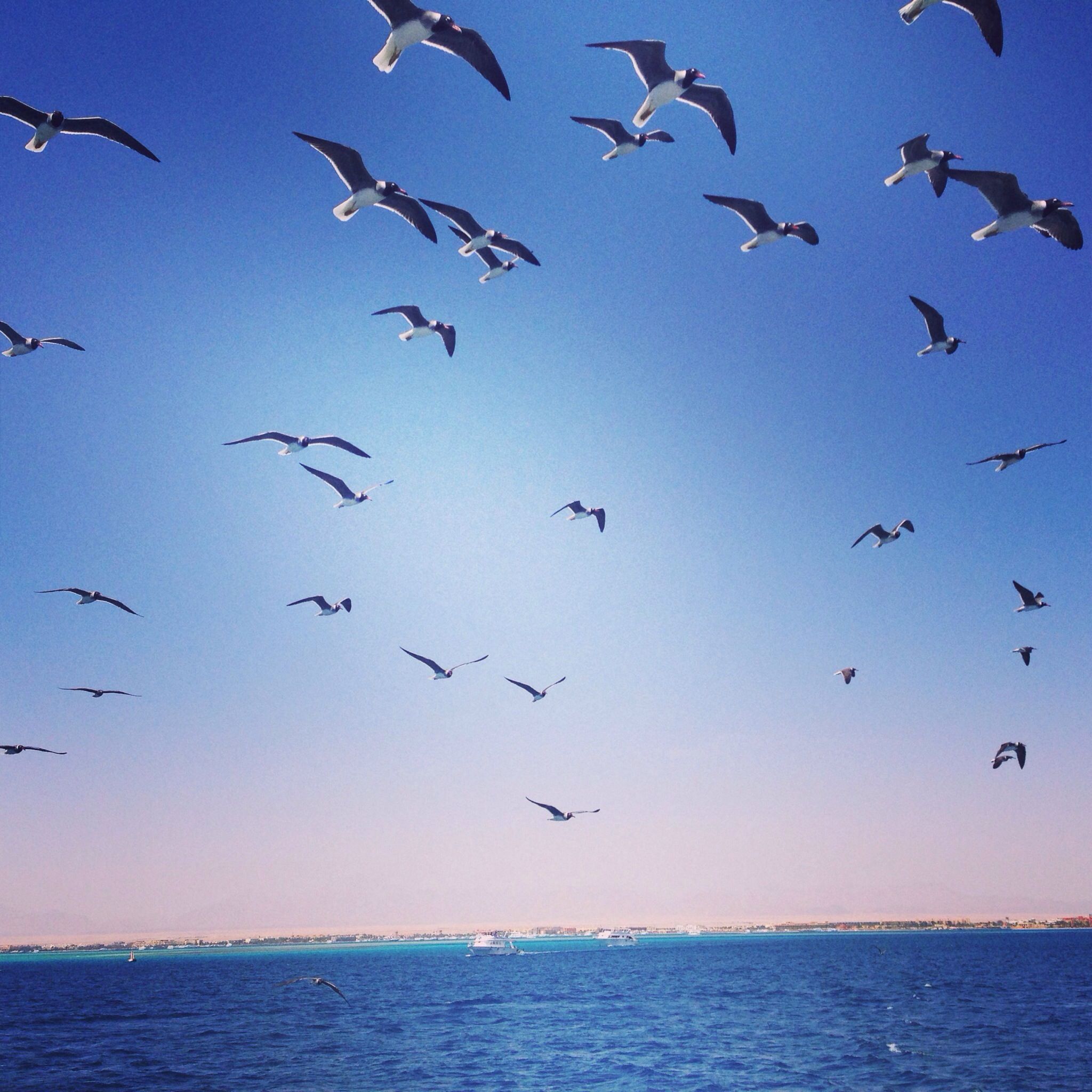 bird, flying, animal themes, sea, animals in the wild, water, wildlife, flock of birds, horizon over water, clear sky, blue, waterfront, scenics, nature, tranquil scene, beauty in nature, tranquility, sky, seagull