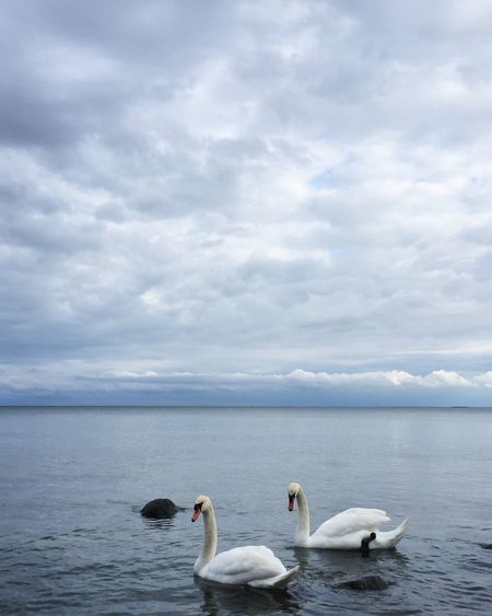 Swans swimming on lake against sky