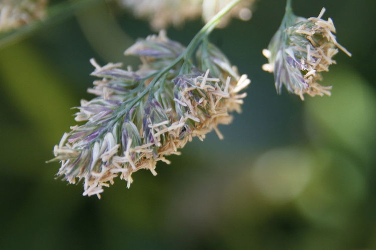 Close-up of flowering plant