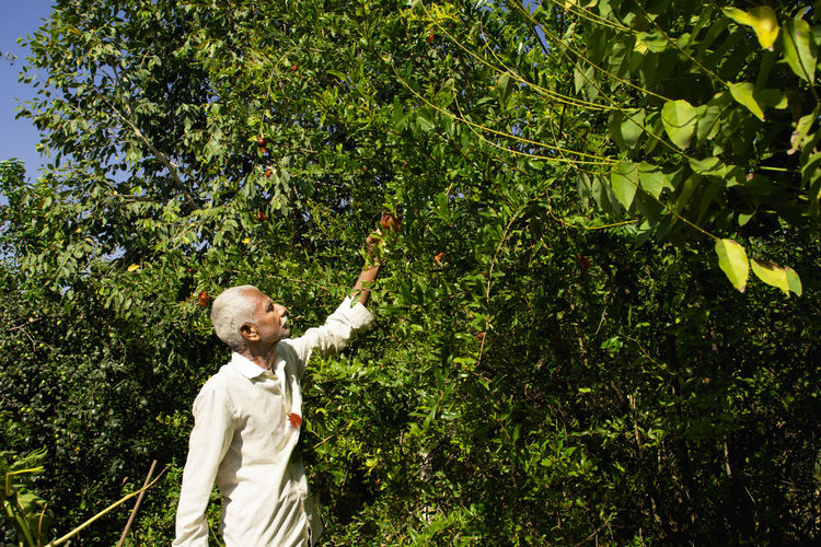 An indian farmer observing pomegranate flowers falls due to pesticides in the garden