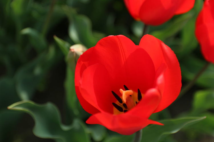 Close-up of red flower