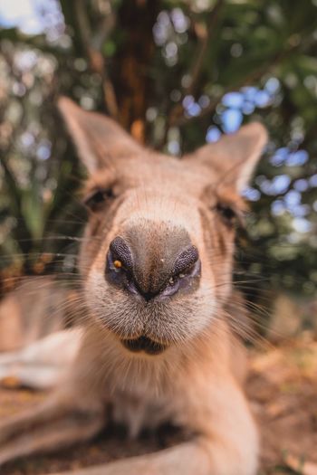 Close-up portrait of a kangaroo on field