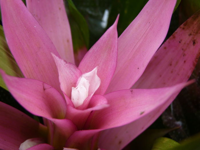 Close-up of pink flower blooming outdoors
