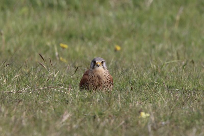 View of bird of prey  perching on grass