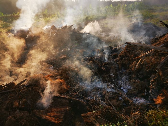 Palm oil slashed tree burning in smoke