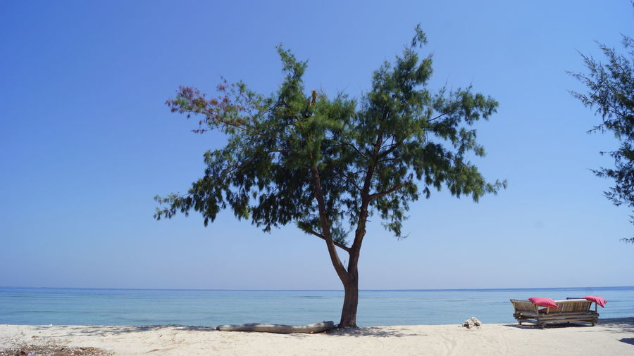 Tree at beach against clear sky on sunny day