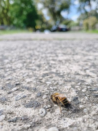 Close-up of bee on the road