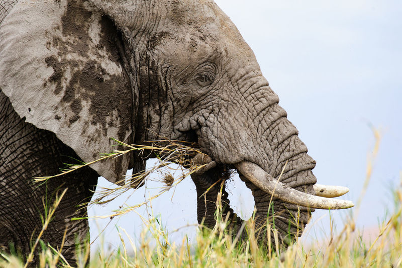Close-up of elephant eating grass