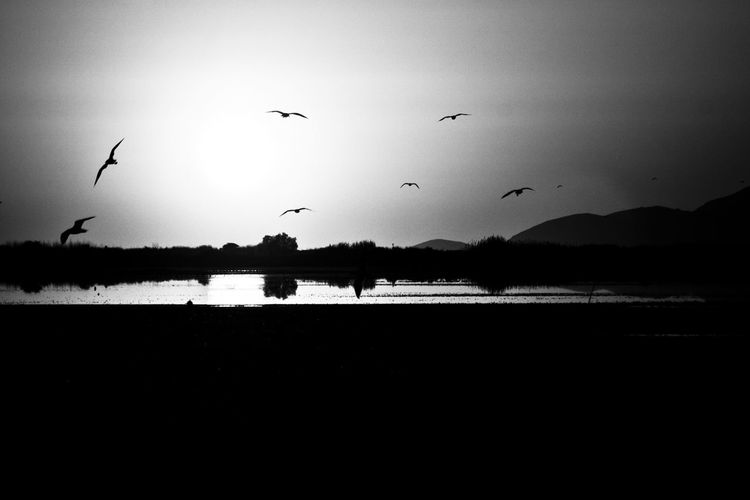 Silhouette birds flying over lake against clear sky