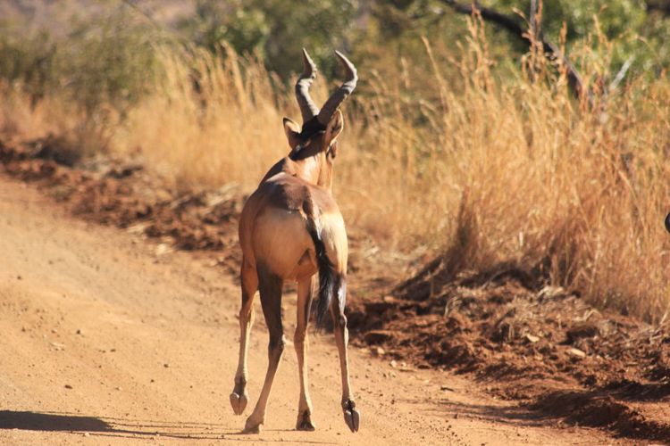 Impala standing on dirt road by plants