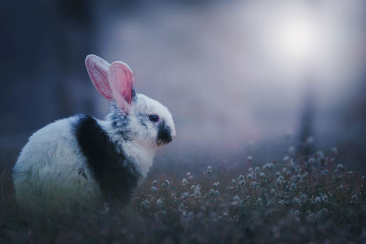 Close-up of a rabbit on land