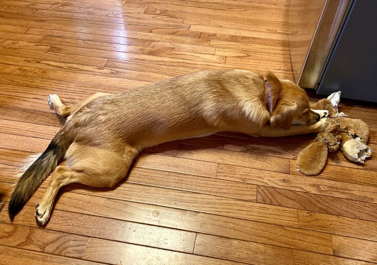 High angle view of dog sleeping on hardwood floor