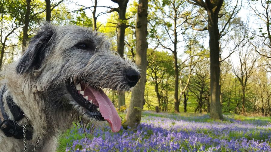 Close-up of irish wolfhound in forest