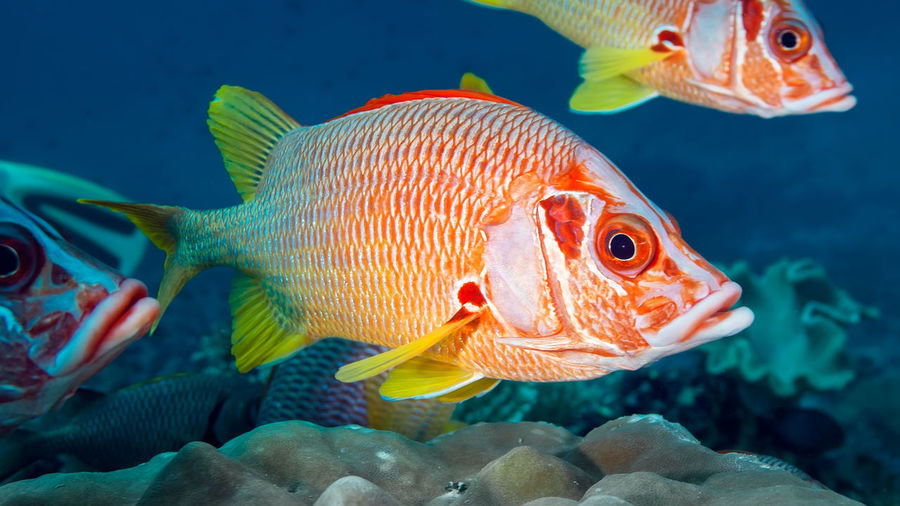 Bright red fish with large eyes  swims above the coral. the dorsal fin is red, the other are yellow
