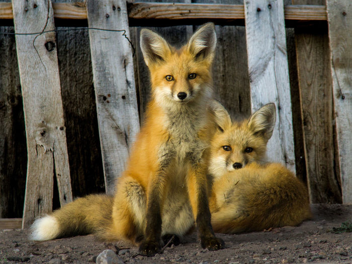 Close-up of two foxes looking at camera