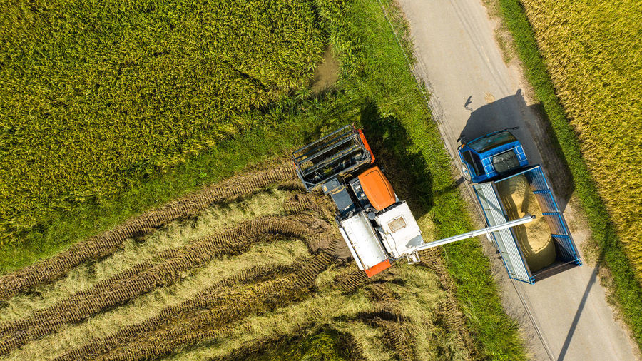 agriculture