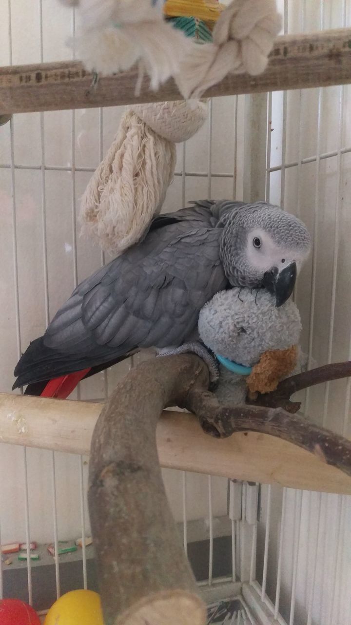 CLOSE-UP OF BIRD PERCHING ON WOODEN TOY