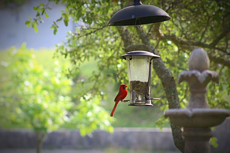 Northern cardinal perching bird feeder