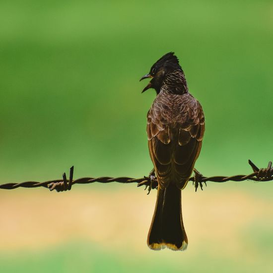 Bird perching on a barbed wire