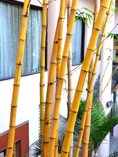 Low angle view of bamboo