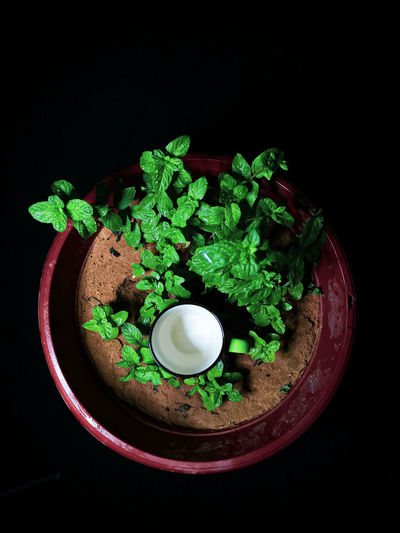 High angle view of vegetables in plate against black background