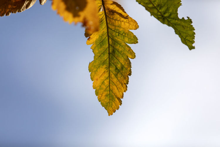 Close-up of maple leaves against clear sky