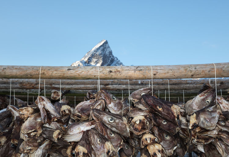 Dead fish drying on wood against clear sky