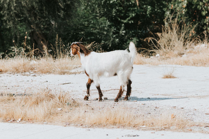 Domestic or wild white goats graze in nature in the suburbs. animal and cattle breeding on a farm