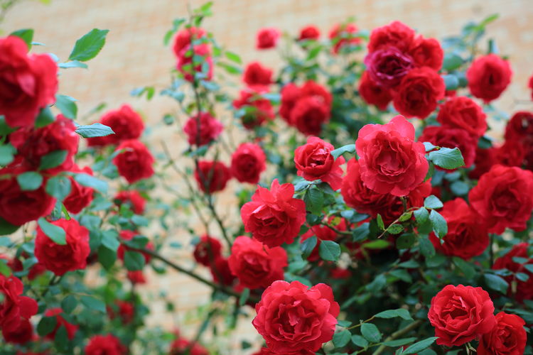 Close-up of red roses