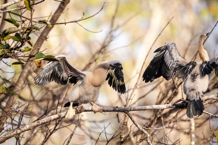 Juvenile anhinga bird called anhinga anhinga and snakebird near the nest 