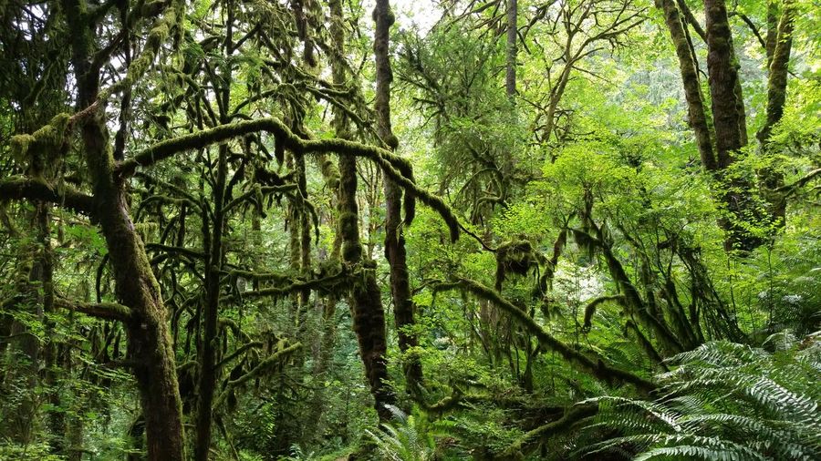 Trees and fern plants growing in rainforest